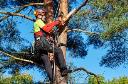 Campbelltown Tree Service logo